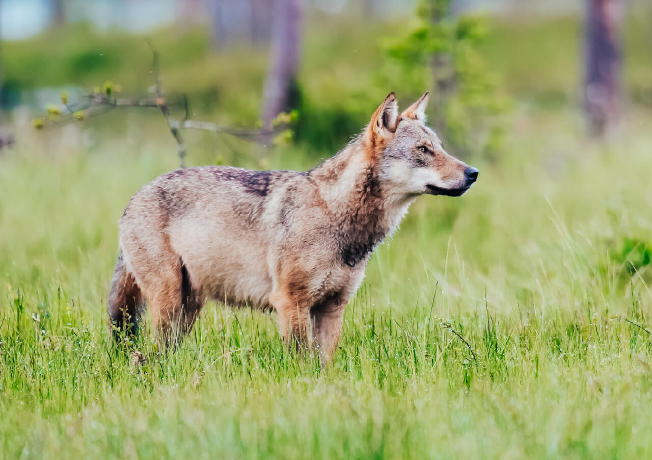 Ein grauer Wolf steht wachsam auf einem grasbewachsenen Feld im Goldenstedter Moor Lieblingsort, mit unscharfen Bäumen und Grünzeug im Hintergrund.