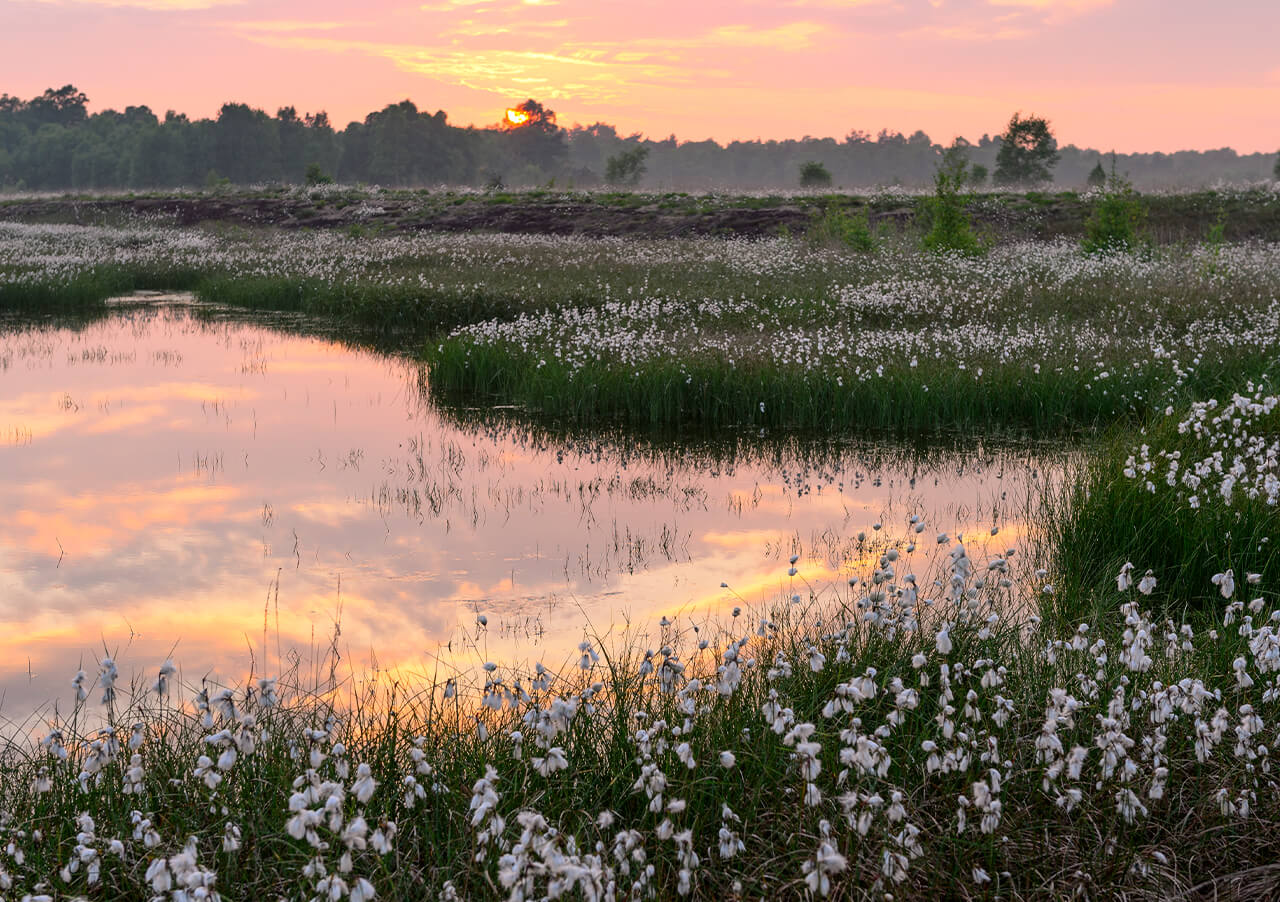 Ein ruhiges Feuchtgebiet bei Sonnenuntergang im Goldenstedter Moor Lieblingsort, mit Baumwollgras entlang des Wasserrandes. Der Himmel leuchtet orange und rosa und spiegelt sich auf dem ruhigen Wasser, während Bäume und üppiges Grün das Moor säumen.