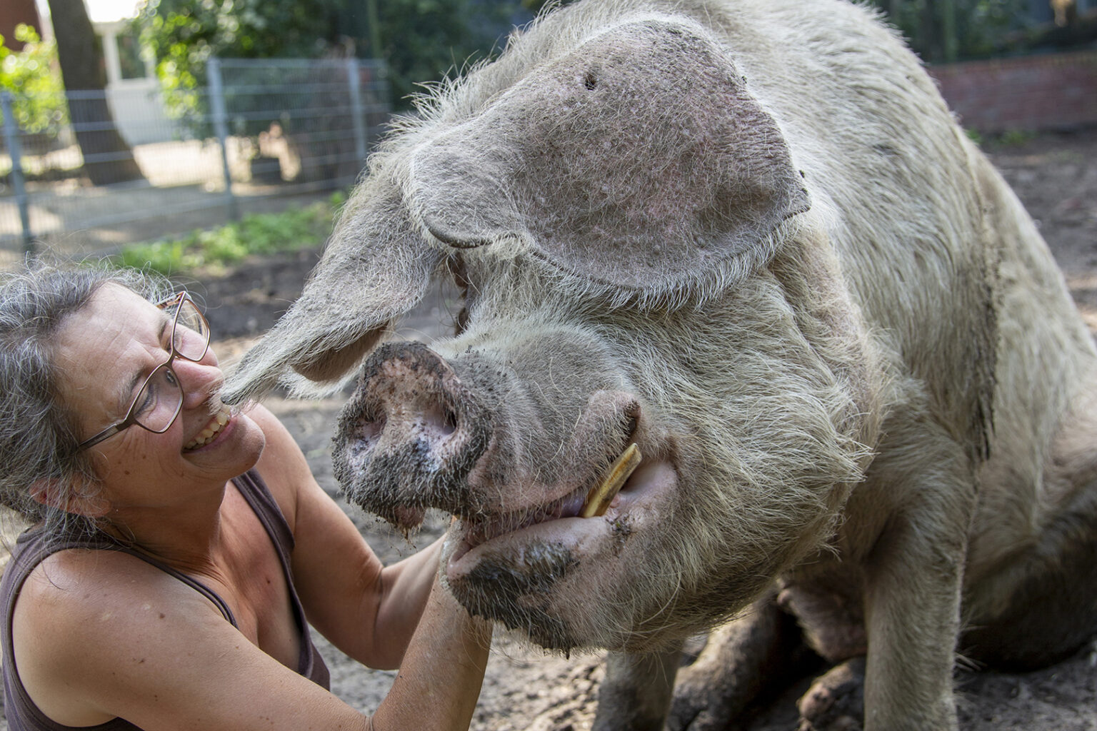 Eine lächelnde Frau mit Brille und Tanktop hält sanft und spielerisch ein großes, schlammiges Schwein im Freien auf dem Hagel Hof Gnadenhof. Das Schwein streichelt ihr Gesicht liebevoll mit seiner Schnauze und unterstreicht damit die besondere Verbindung zwischen Mensch und Tier.
