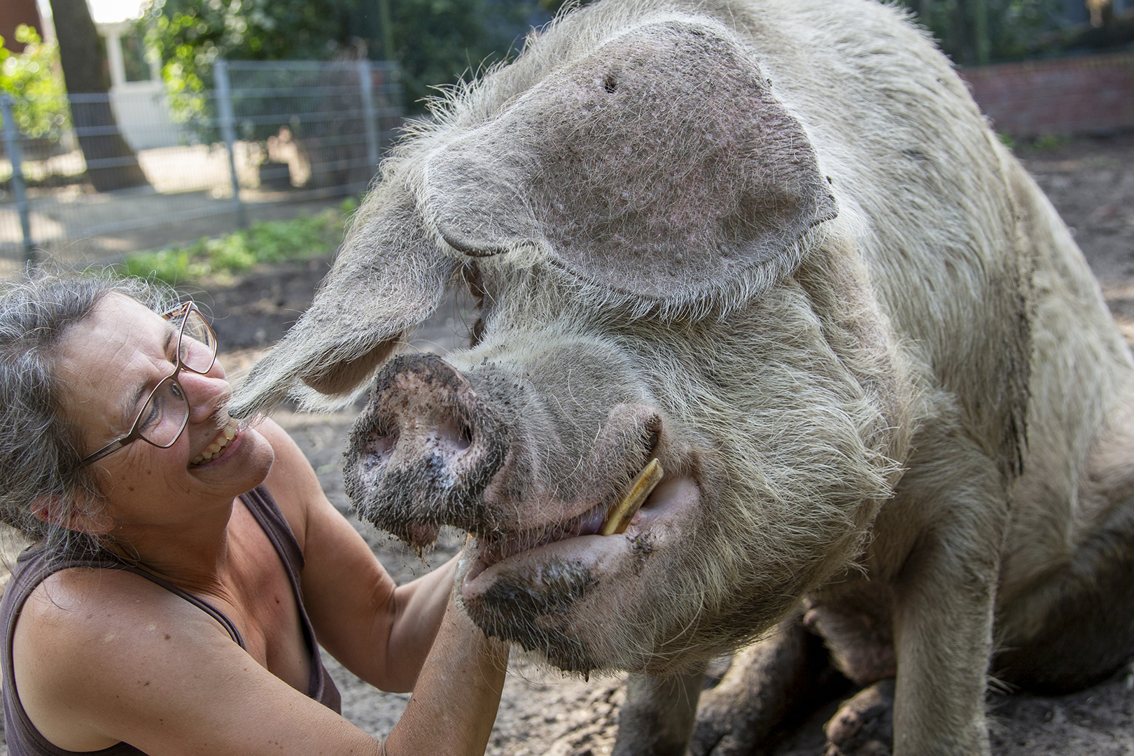 Eine lächelnde Frau mit Brille interagiert fröhlich mit einem großen, schlammigen Schwein auf dem Hagel Hof Gnadenhof. Sie hält das Gesicht des Schweins und zieht es spielerisch an den Ohren inmitten der geretteten Tiere.