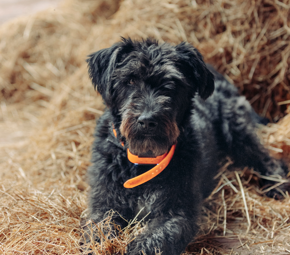 Ein schwarzer, zottelhaariger Hund mit einem orangefarbenen Halsband liegt auf einem Heuhaufen und blickt in die Kamera.