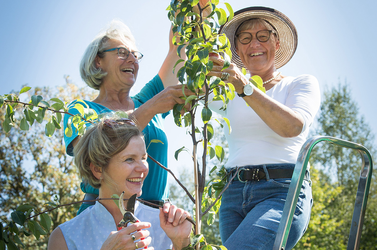 Drei lächelnde Frauen arbeiten an einem sonnigen Tag gemeinsam im Garten und beschneiden und pflegen einen belaubten Baum.