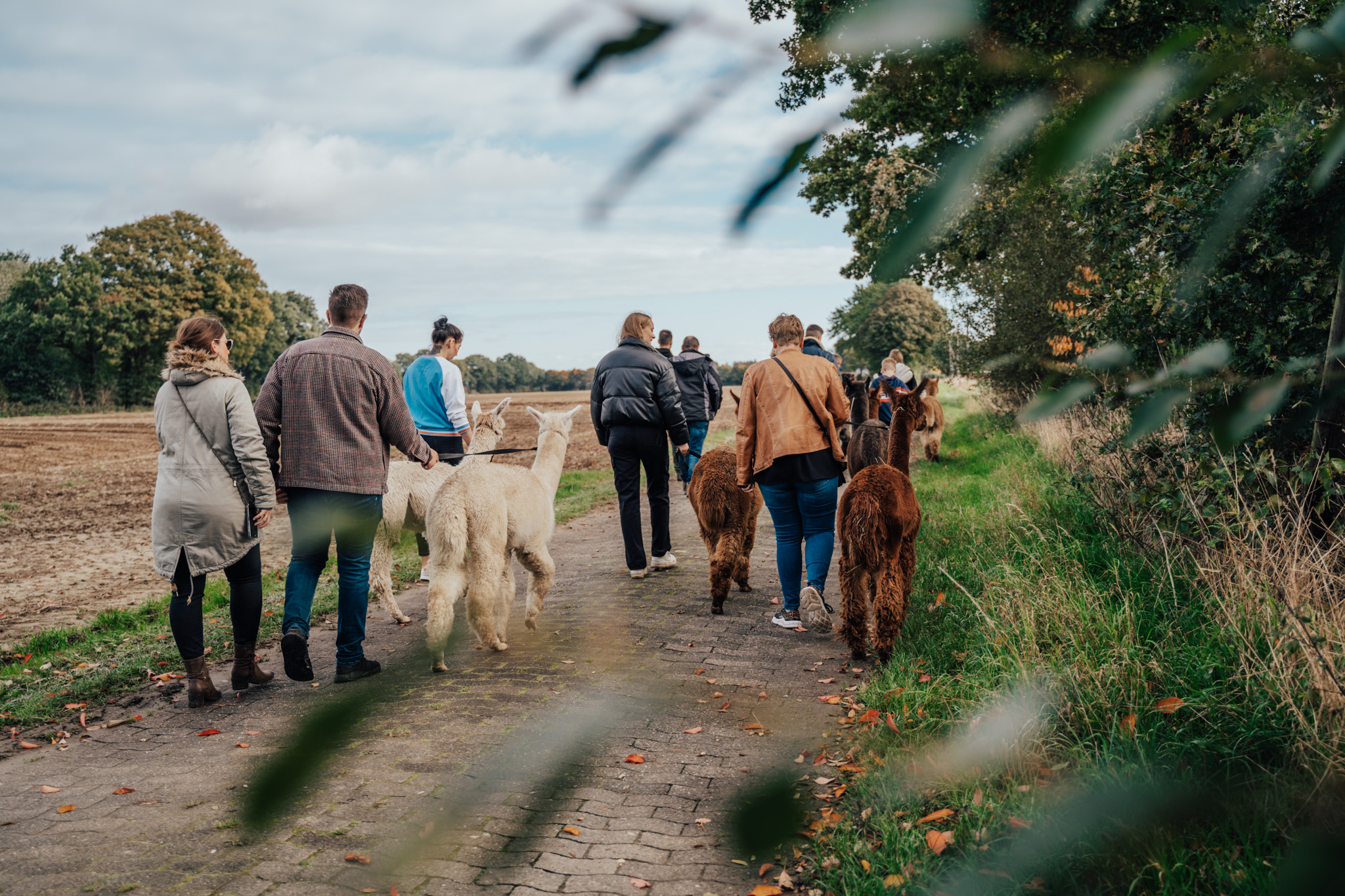Eine Gruppe von Menschen geht einen ländlichen Weg entlang, jeder führt ein Alpaka an der Leine. Bäume, Gras und Felder säumen den Weg unter einem teilweise bewölkten Himmel. Im Vordergrund sind einige Blätter zu sehen.