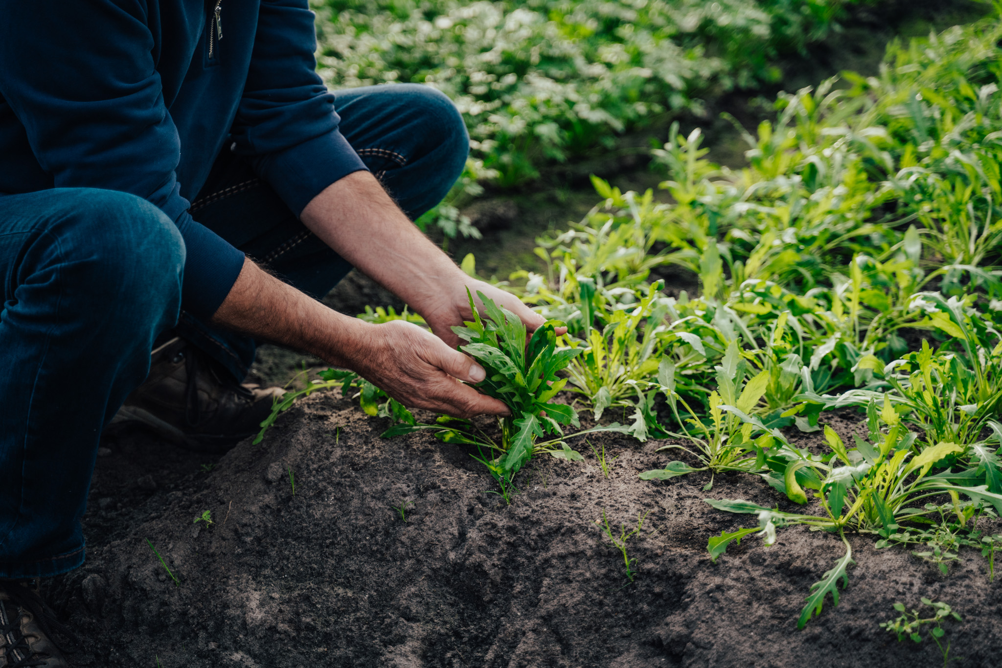 Eine Person in blauem Pullover und Jeans hockt neben Reihen grüner Pflanzen in einem Garten und hält die Blätter vorsichtig mit beiden Händen. Der Boden scheint dunkel und feucht zu sein, was auf aktive Gartenarbeit oder Landwirtschaft hindeutet.