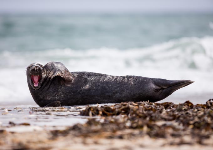 Eine dunkel gefärbte Robbe liegt auf einem mit Algen bedeckten Sandstrand und hat das Maul weit aufgerissen, als ob sie gähnt. Im Hintergrund sind Meereswellen unter einem bewölkten Himmel zu sehen.