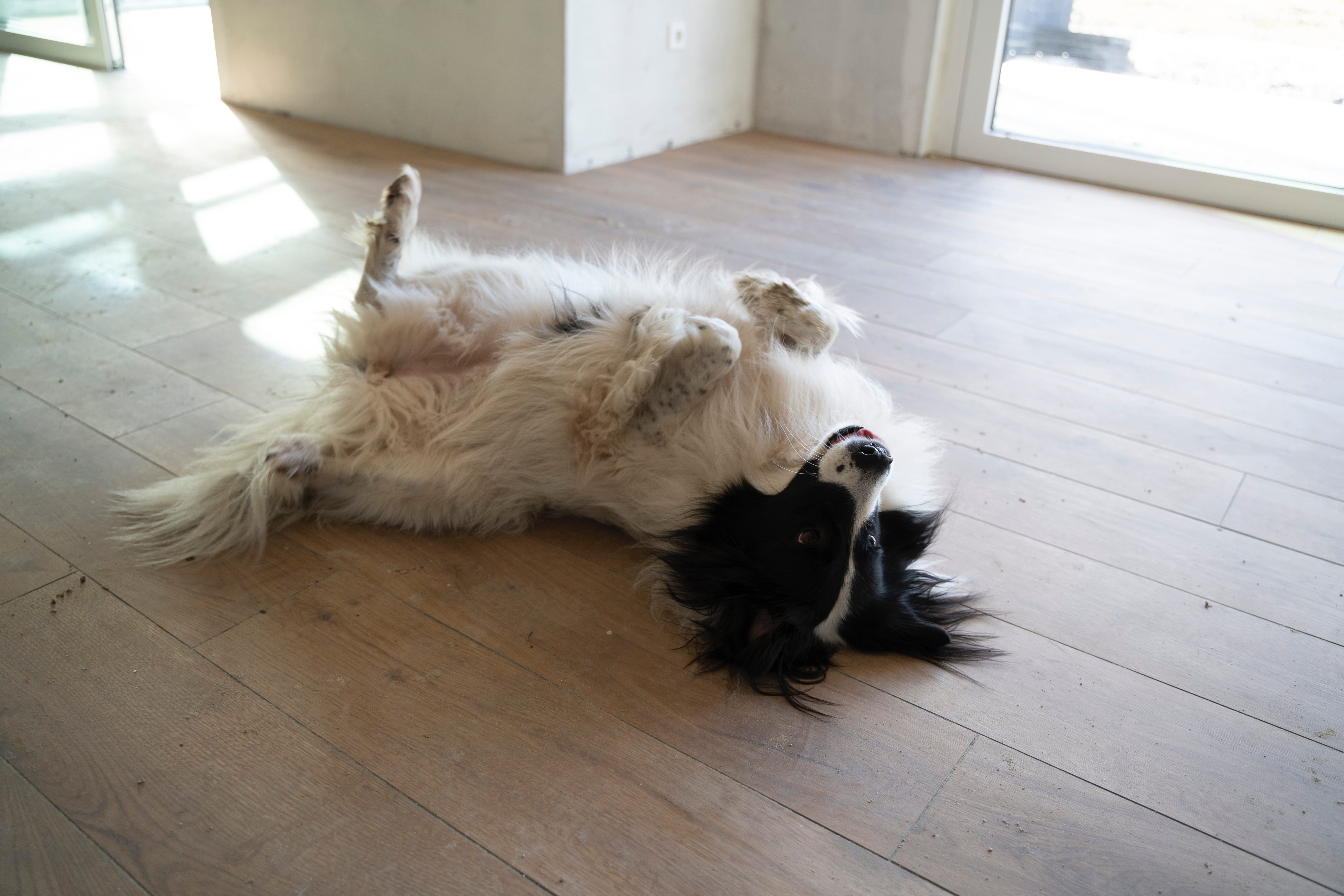 Ein flauschiger schwarz-weißer Hund liegt auf dem Rücken mit entblößtem Bauch auf einem Holzfußboden und sieht verspielt und entspannt aus, in der Nähe eines sonnigen Fensters - ein Moment, der zeigt: Nähe macht mehr möglich.