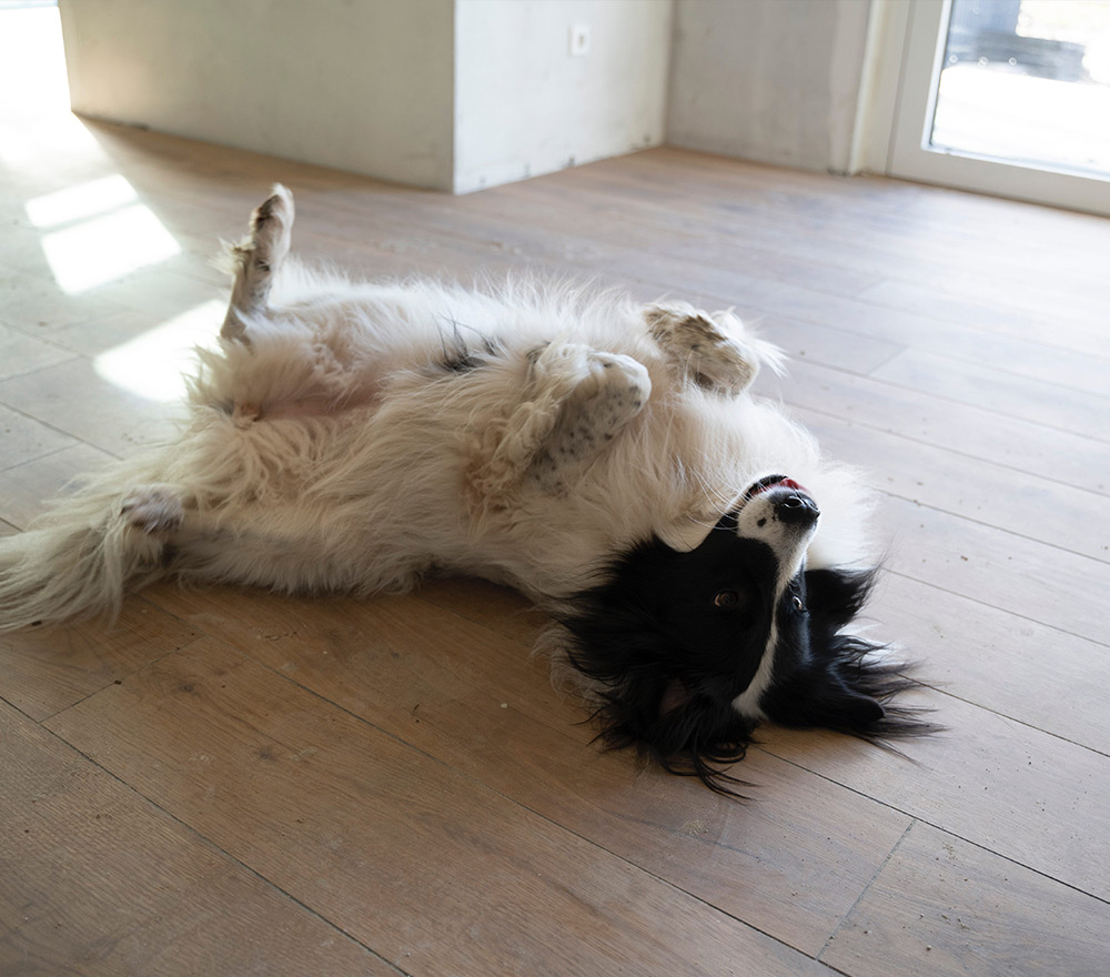 Ein schwarz-weißer, flauschiger Hund liegt auf dem Rücken auf einem Holzboden und sieht in einem sonnendurchfluteten Raum in der Nähe einer Glastür verspielt und entspannt aus - bereit, aufzuspringen oder einfach den Moment zu genießen, als ob er "Zurück zum Anfang" zum Spielen sagen würde.