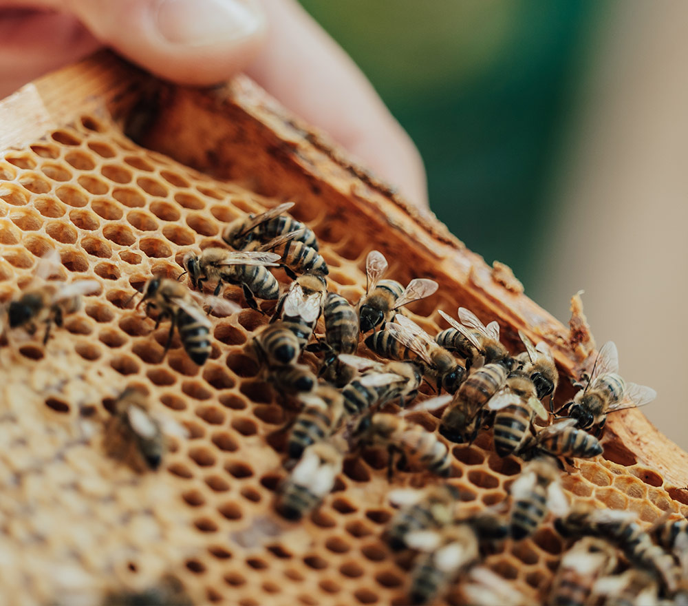 Nahaufnahme von mehreren Bienen auf einem Wabenrahmen, mit der Hand eines Imkers, der die Holzkante des Rahmens im Hintergrund hält.