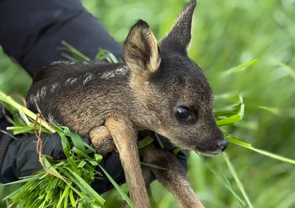Eine Person, die einen schwarzen Handschuh trägt, hält sanft ein kleines, braun-schwarzes Rehkitz im grünen Gras. Das Rehkitz wirkt wachsam mit seinen großen dunklen Augen und aufgerichteten Ohren.