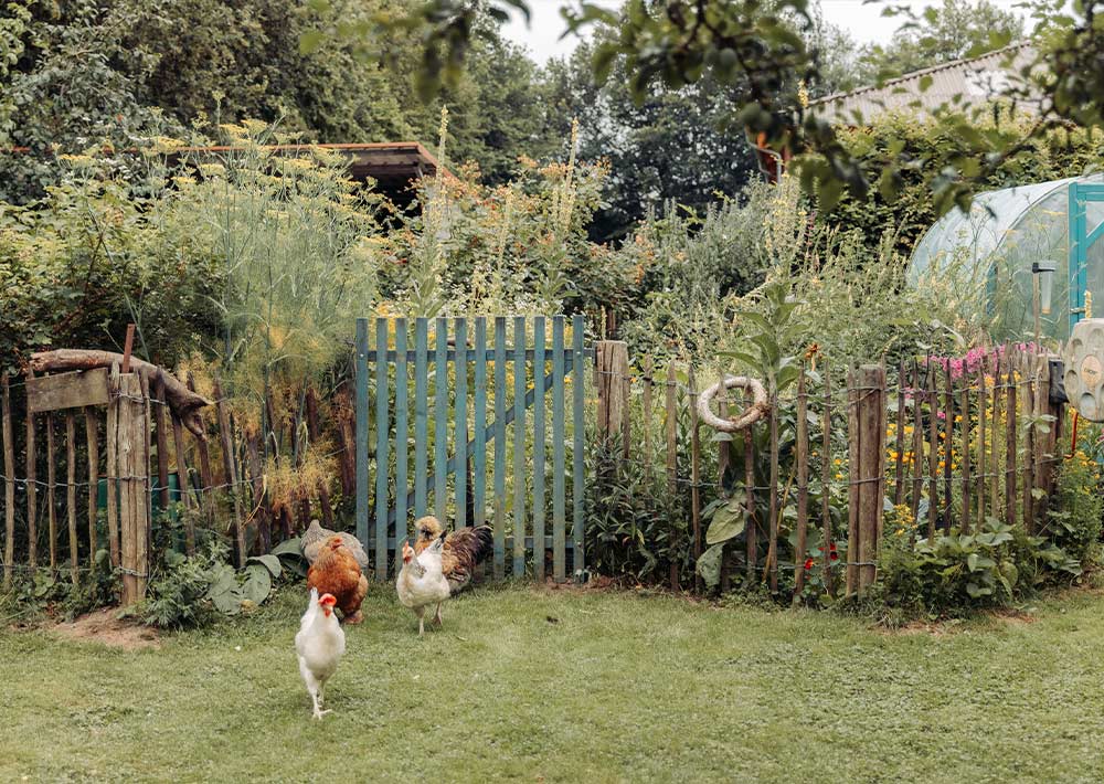 Drei Hühner laufen auf dem Rasen vor einem rustikalen Garten mit einem blauen Lattenzaun, Holzzäunen und üppigem Grün und Blumen, die das Gelände umgeben.