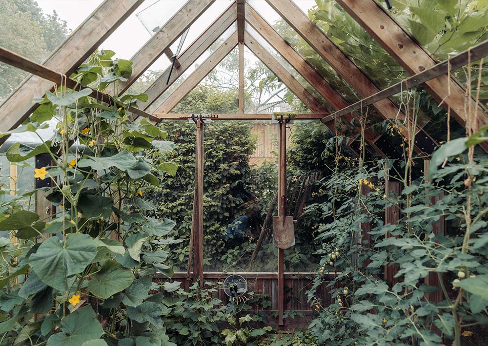 In einem Gewächshaus aus Holz ranken sich hohe, grüne Pflanzen mit gelben Blüten an Spalieren empor. An der Rückwand hängen Gartengeräte, und üppig blättrige Pflanzen füllen den Raum aus. Sonnenlicht fällt durch das Glasdach herein.