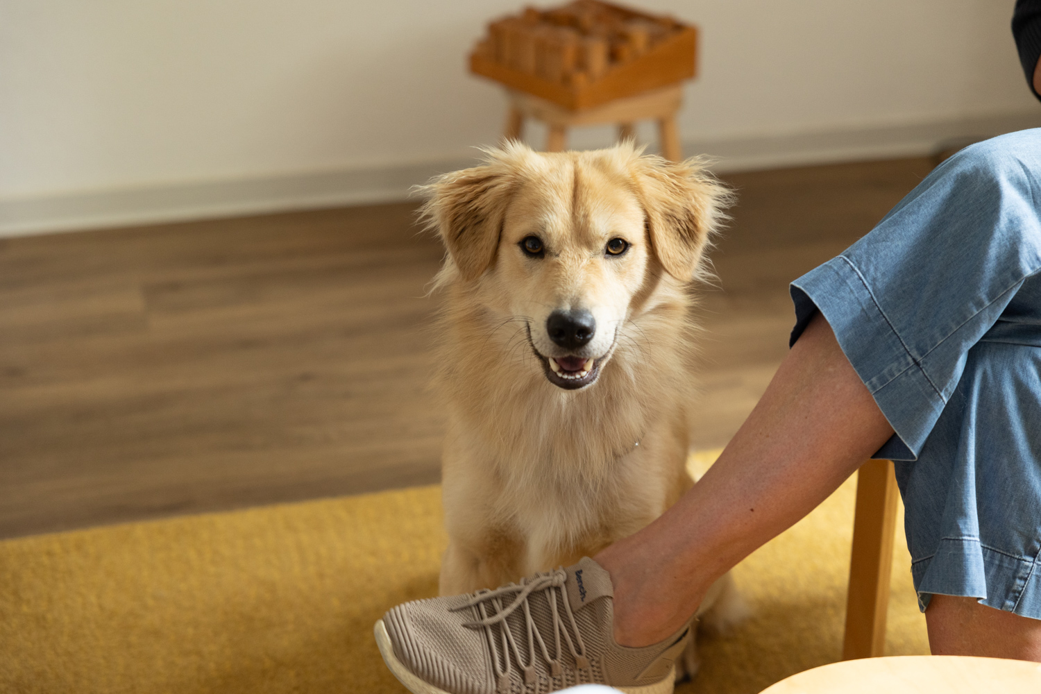 Ein hellfarbiger, flauschiger Hund sitzt auf einem gelben Teppich neben einer Person, die einen Jeansrock und Turnschuhe trägt.